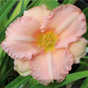 Daylily Canadian Border Patrol | Buy Pink Daylilies Online